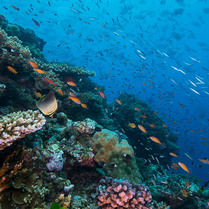 Coral-Garden