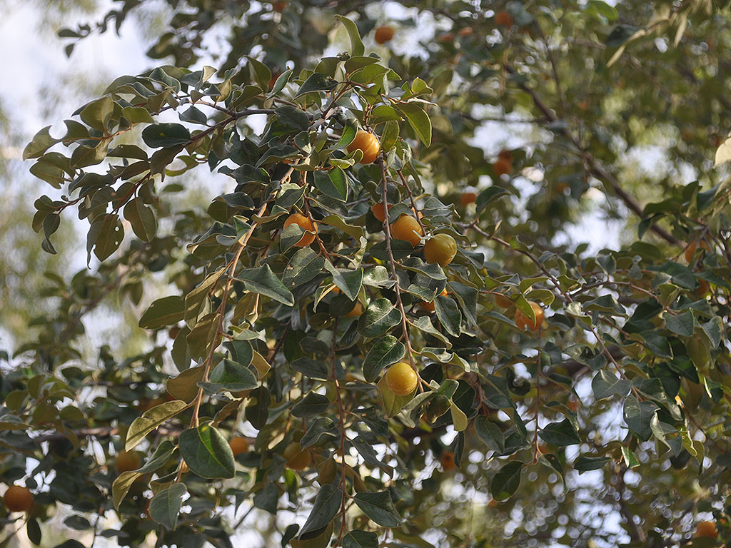 DSC_0165