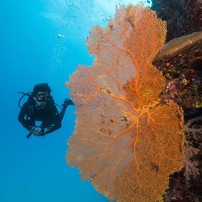 Diver-and-Fan-Coral