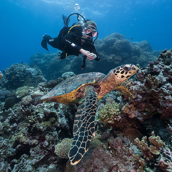 Diver-and-Turtle