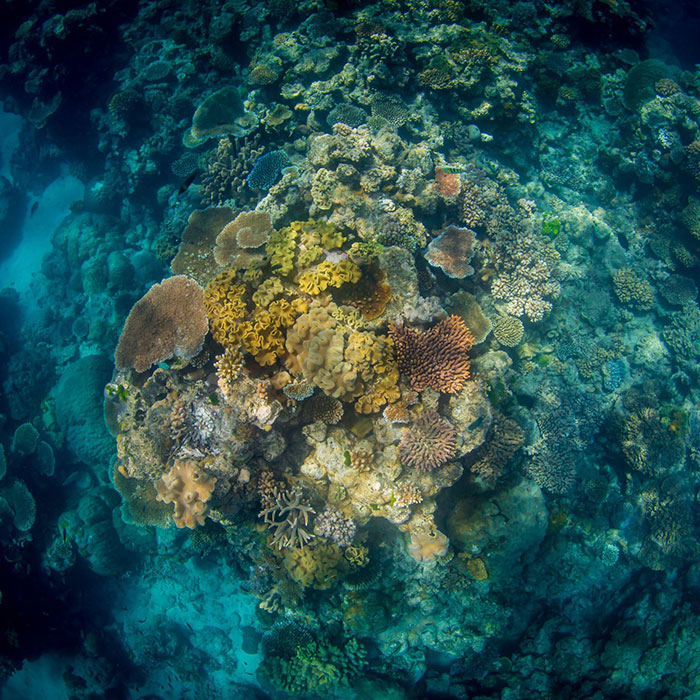 Reef-Encounter-Coral