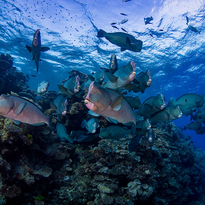 Reef-Encounter-Humphead-Parrotfish
