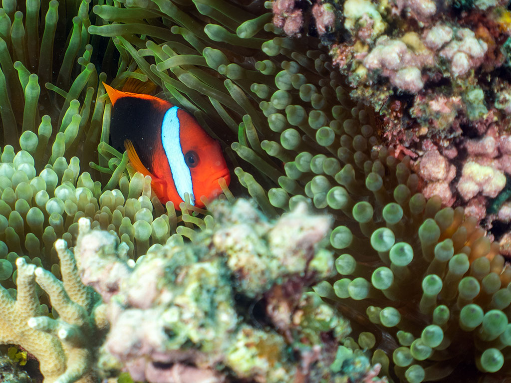 Anemomne Fish Coral Port Douglas
