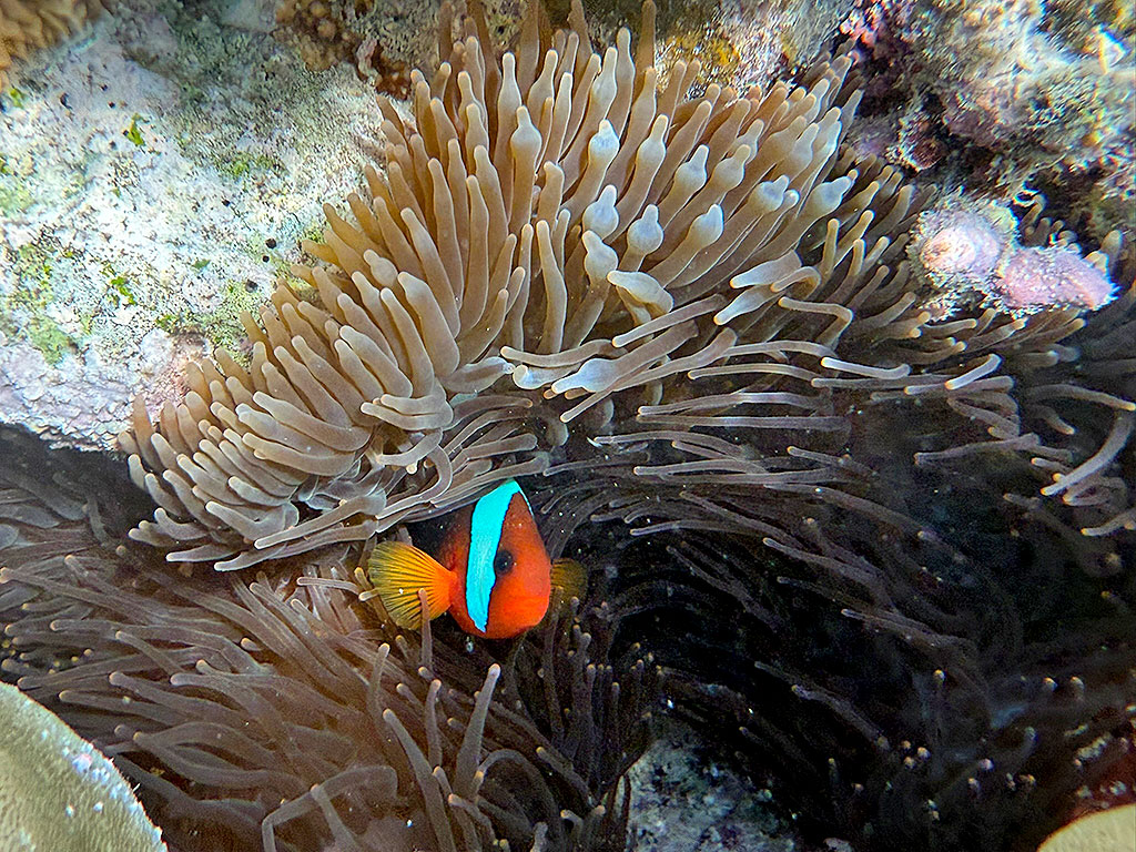Anemonefish Moore Reef