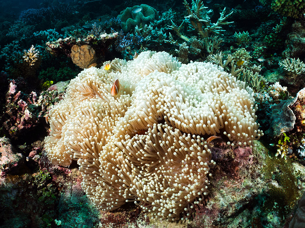 Anenome Fish Agincourt Reef