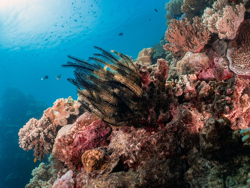 AquaQuest Feather Star