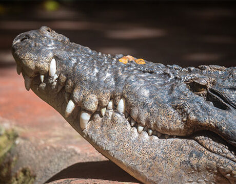 Marineland Melanesia  - Big Cat - Green Island Day Tour