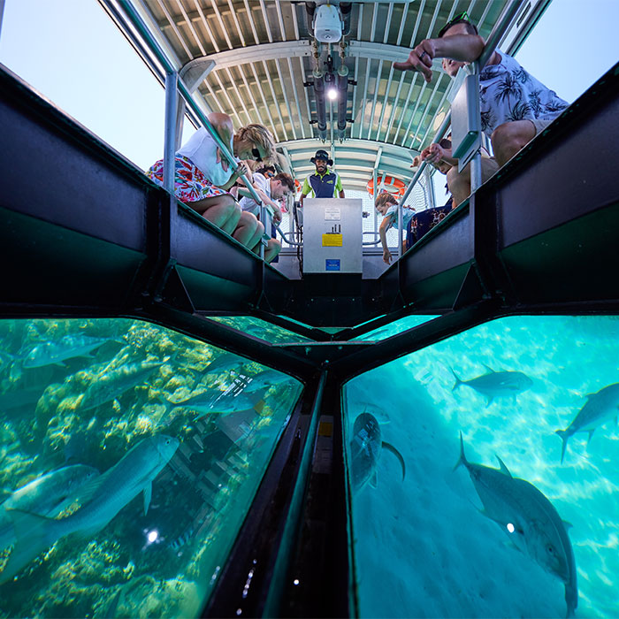 Big Cat Tour - Fish
