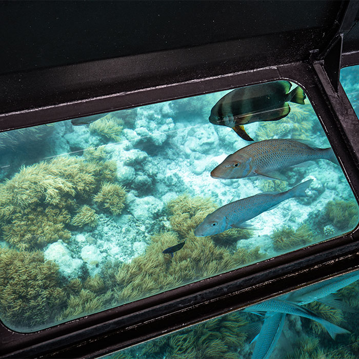 Big Cat Tour -  Glass Bottom