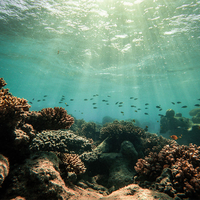 Big Cat Tour -  Snorkeling
