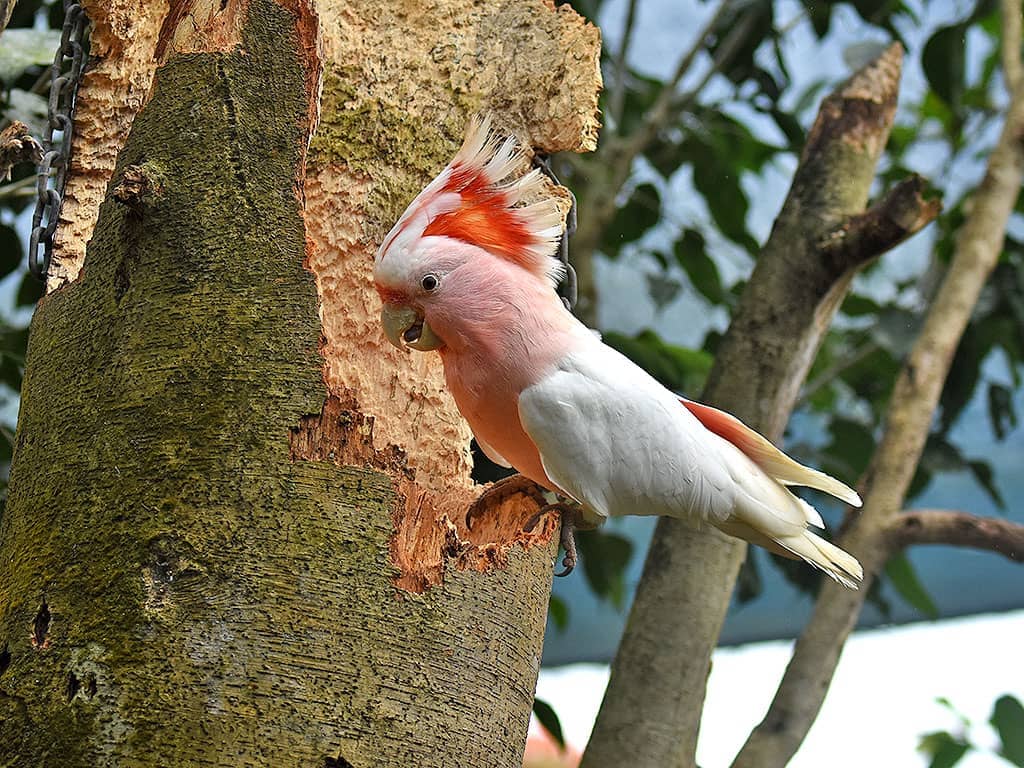 Birdworld Kuranda Pink Parrot