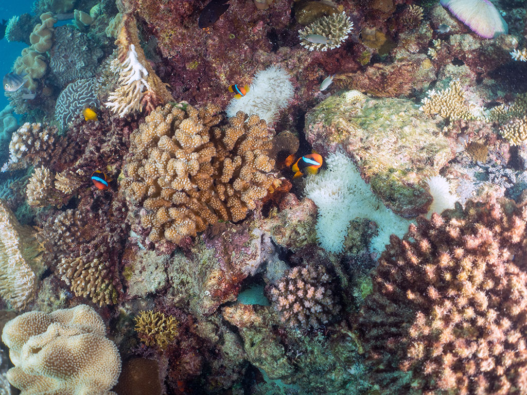 Bleached Anenome - Coral Stress