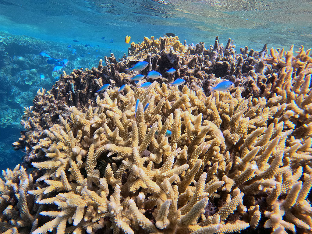 Blue Green Chromis Moore Reef