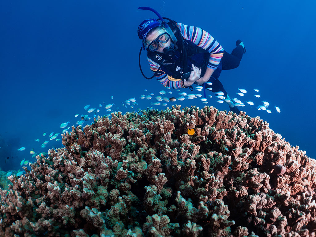 Blue Green Chromis