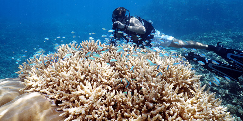 bluegreen chromis with coral