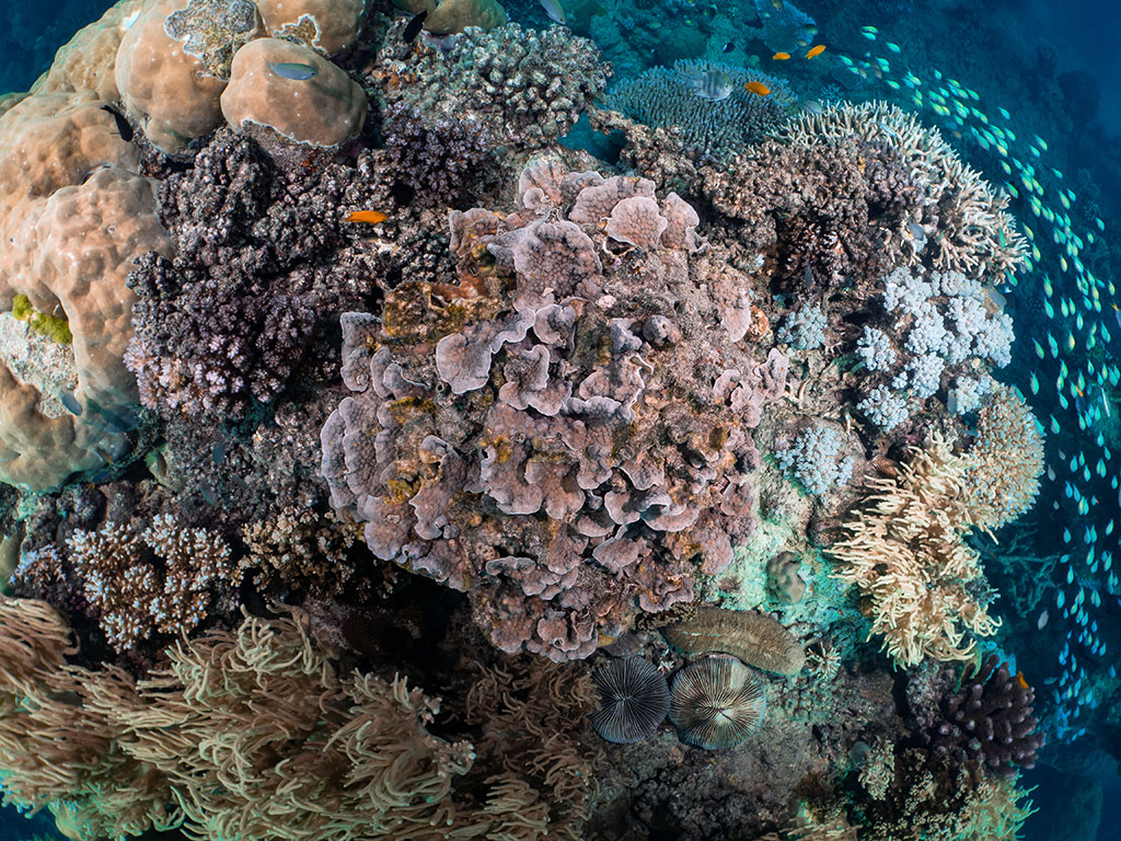 Cabbage Coral - Cairns