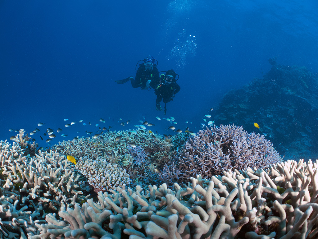 Calypo Reef Review Coral Gardens