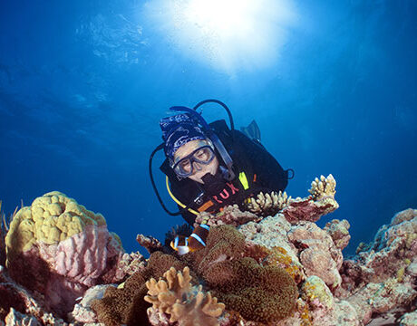 Scuba Diving - Calypso Reef Cruises