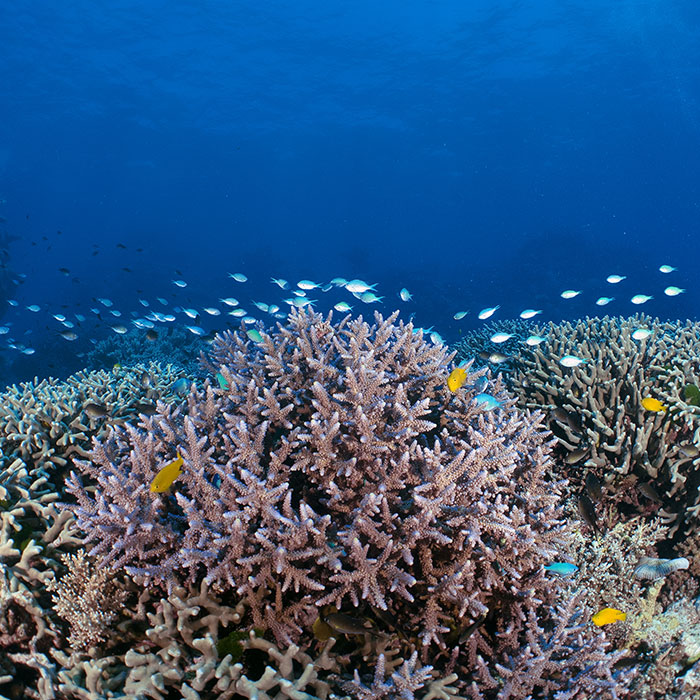 Calypso Reef Cruises Tour - Chromis