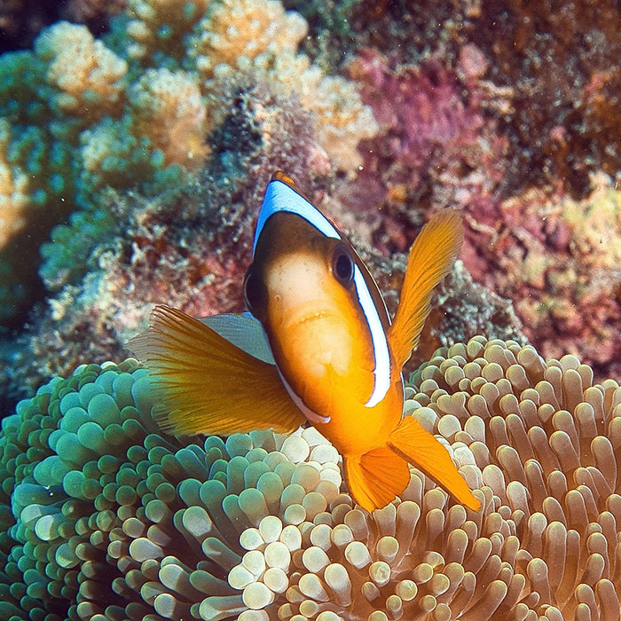 Calypso Reef Cruises Tour - Clown Fish