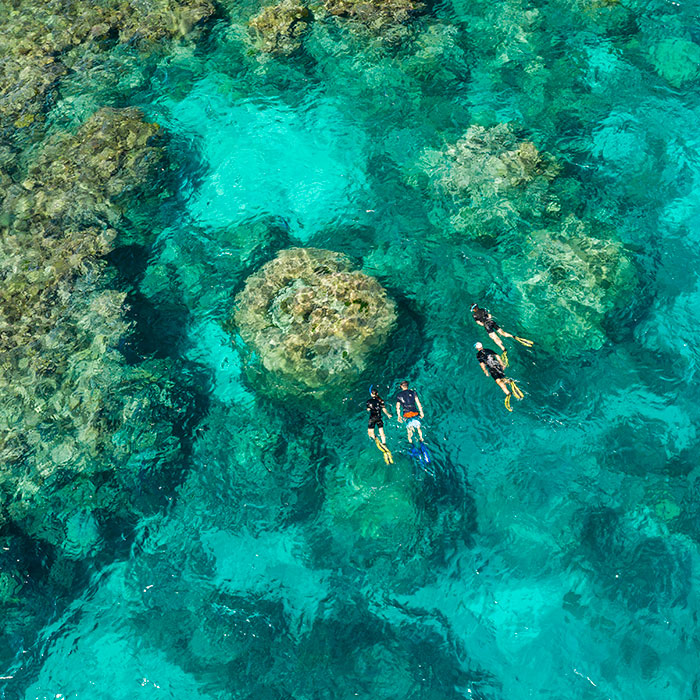 Calypso Reef Cruises Tour - Coral Gardens