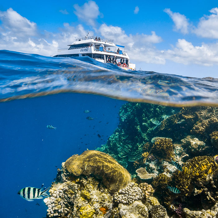 Calypso Reef Cruises Tour - Corals