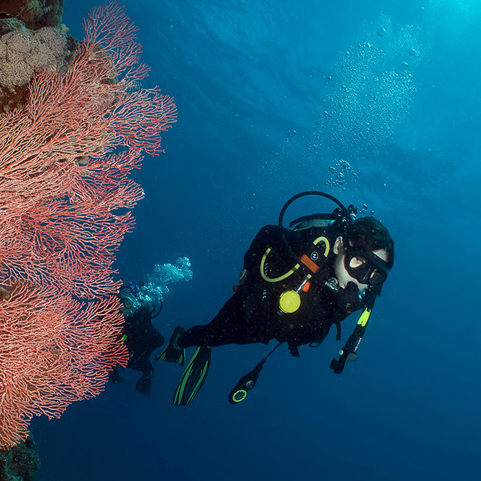 Calypso Reef Cruises Tour - Diving