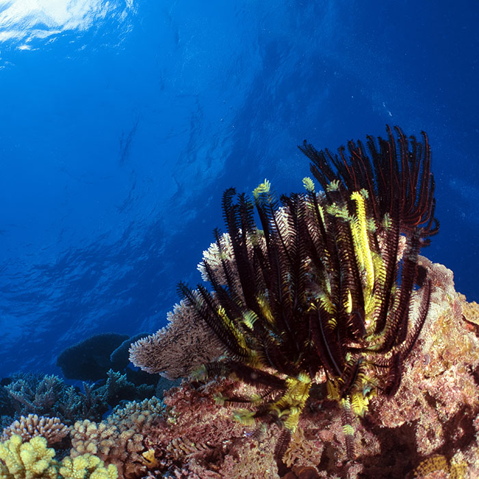 Calypso Reef Cruises Tour - Feather Star