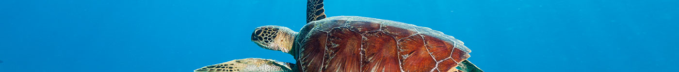Calypso Reef Cruises Tour - Slice