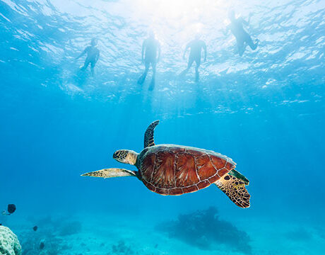 Snorkeling - Calypso Reef Cruises
