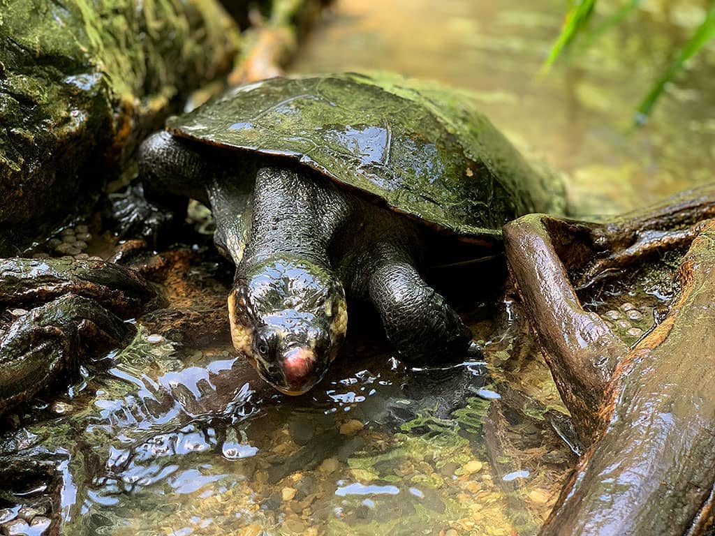 Cassowary Falls Turtle