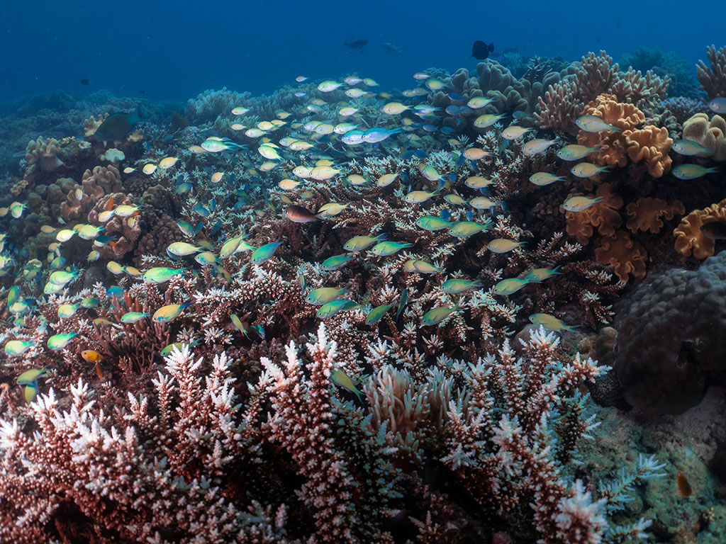 Chromis - AquaQuest