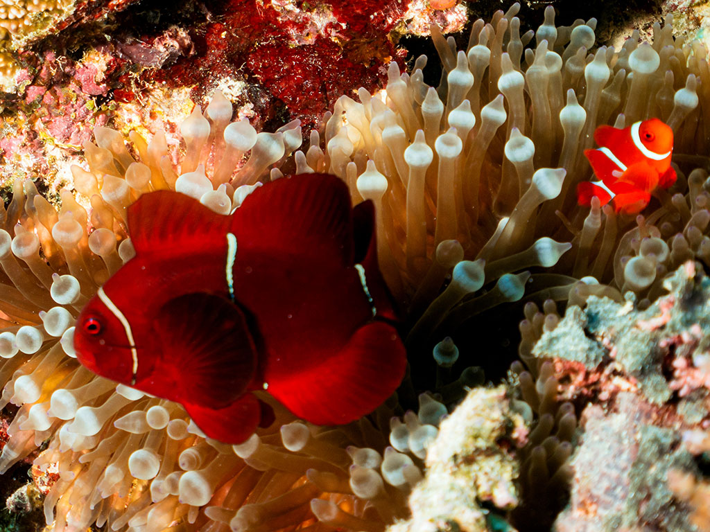 Clown Fish Port Douglas
