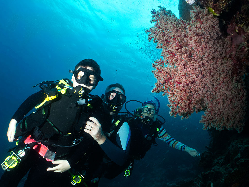 Coral Fan Red