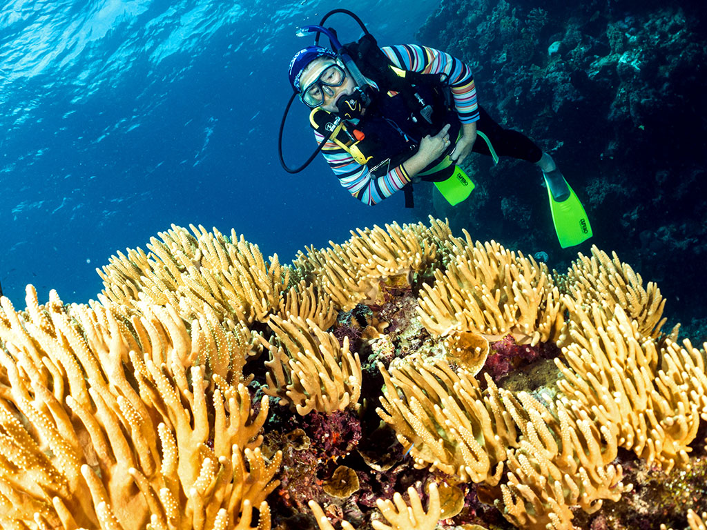 Coral Siversonic