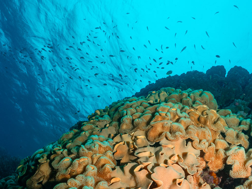 Coral Wall