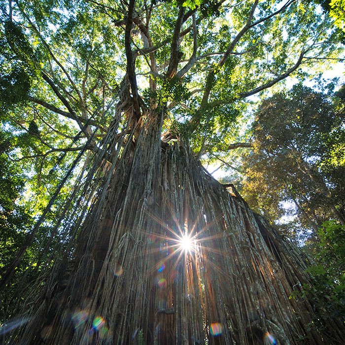 Curtain Fig Tree Yungaburra