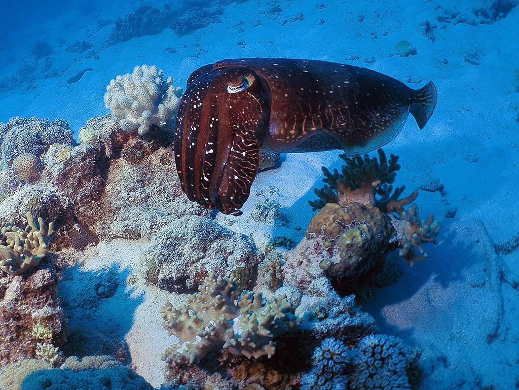 Cuttlefish Calypso Port Douglas