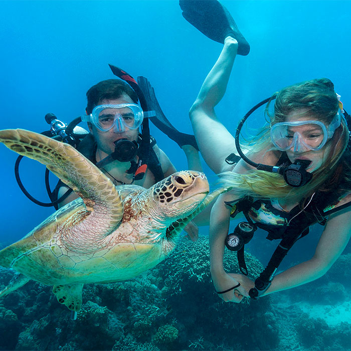 DD - Liveaboard Dive Course - Turtle