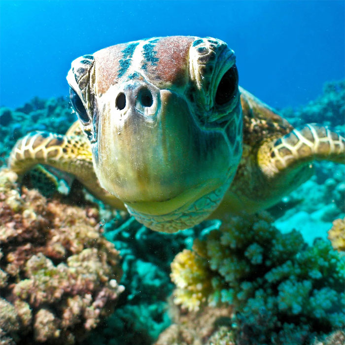 DD Open Water Course Turtle