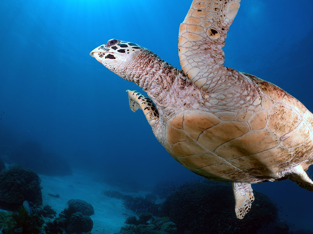 Dive with Turtles in Cairns