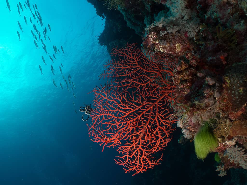 Divers Den Fan Coral