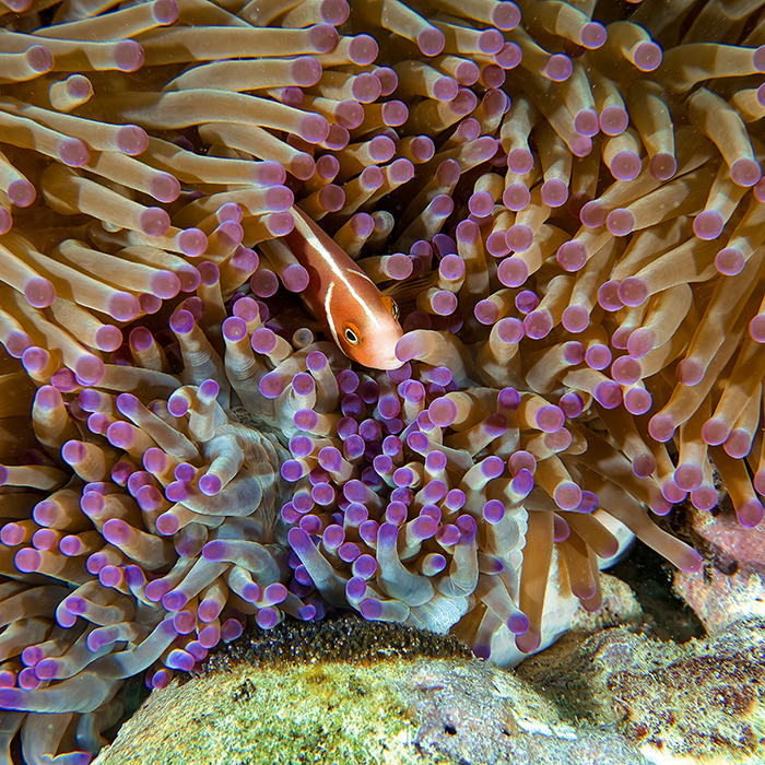 Divers Den - OW - Anenome Fish