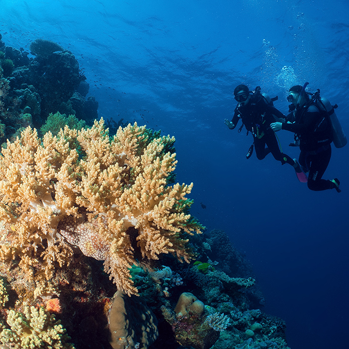 Divers Den - OW - Sandars