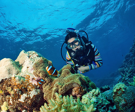Diving With Nemo Cairns
