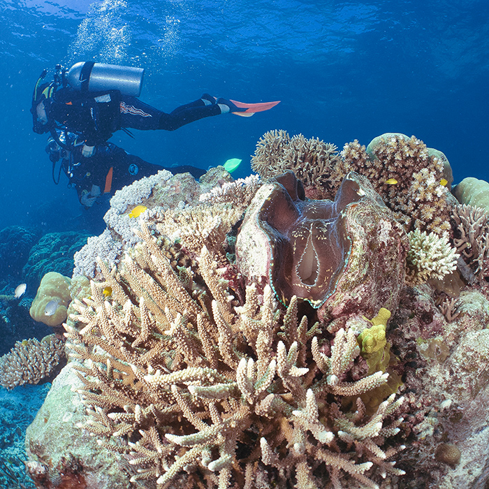 Down Under - Dive Course - Bommie