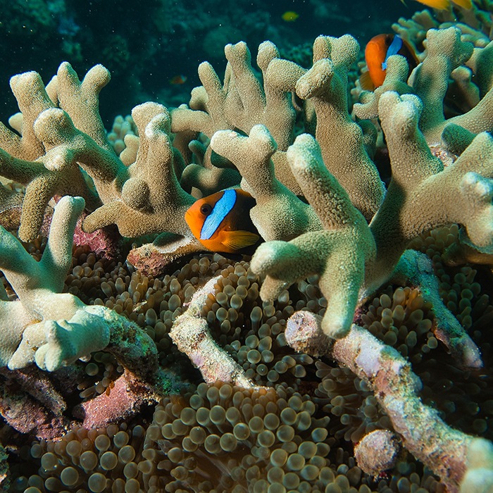 Down Under - Dive Course - Coral