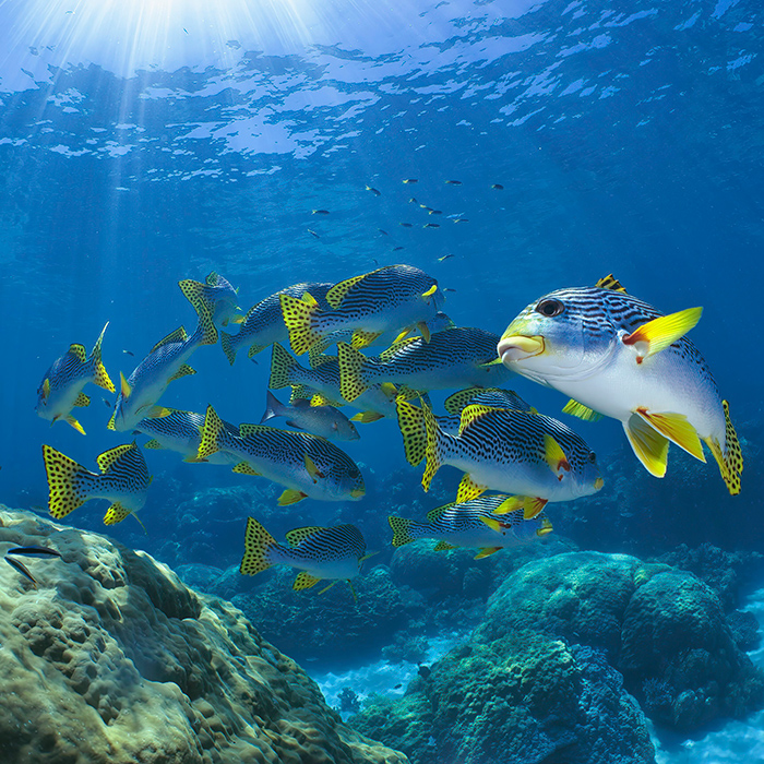 Down Under - Dive Course - Sweetlips