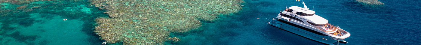 Down Under Dive - Reef