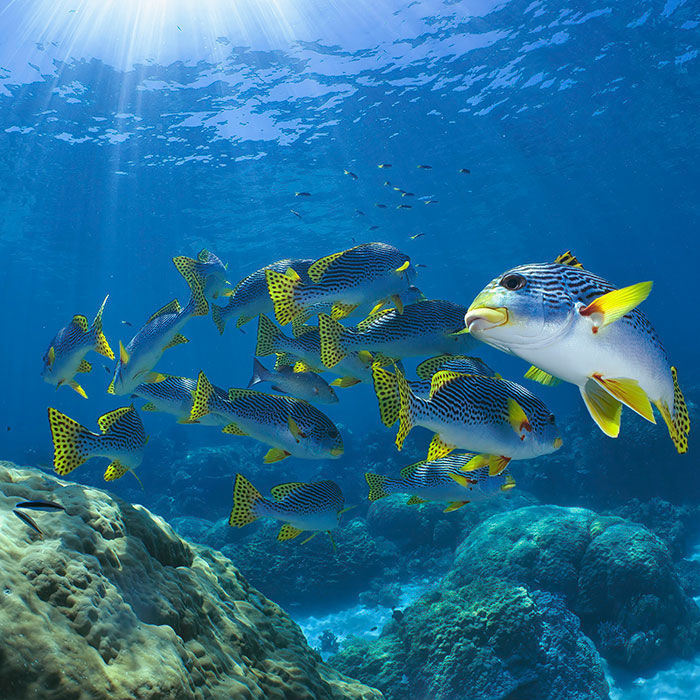 Down Under Dive - Sweetlips